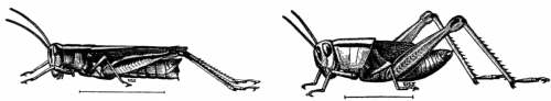 grasshopper-sketch
